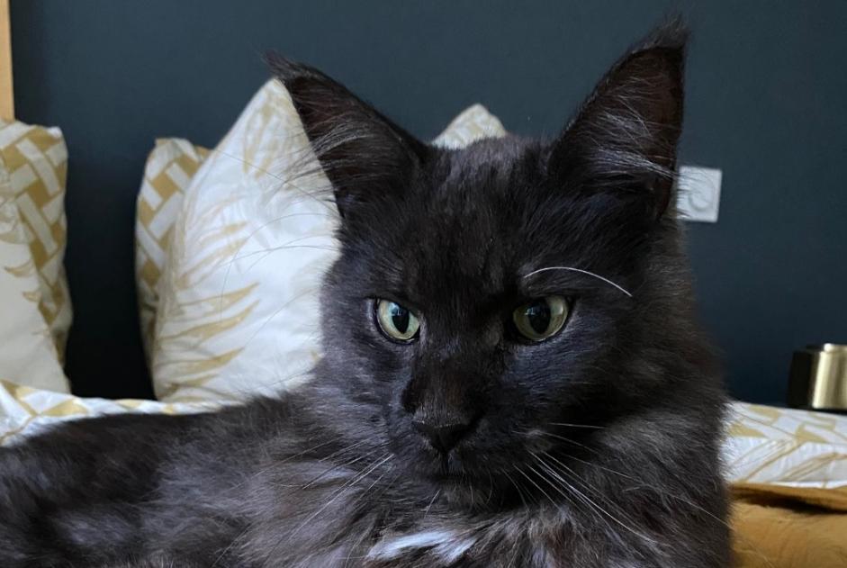 Alerte Disparition Chat  Mâle , 3 ans L'Isle-Adam France