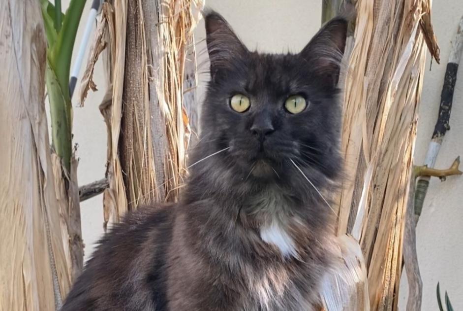 Alerte Disparition Chat  Mâle , 3 ans L'Isle-Adam France