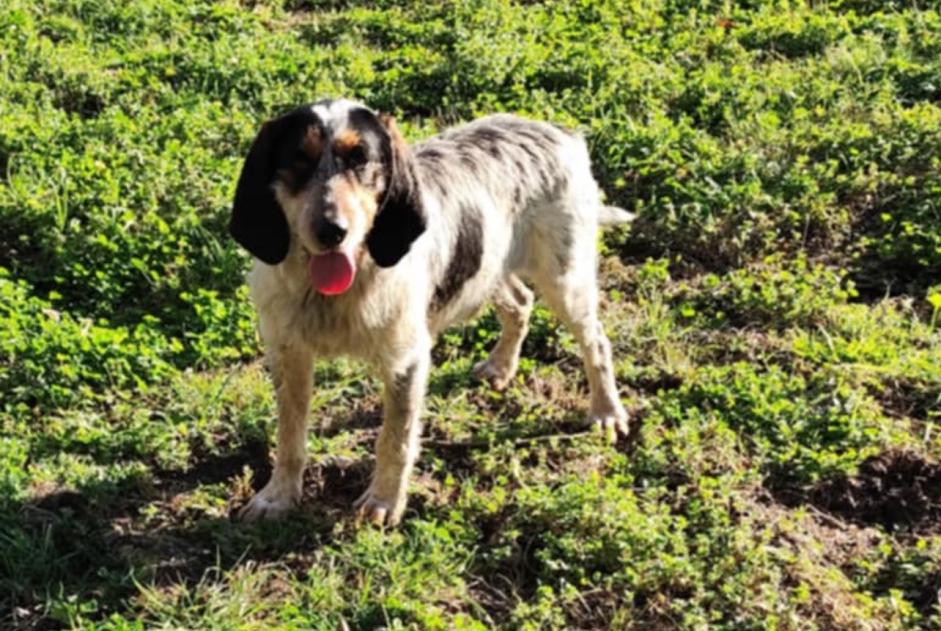 Alerte Découverte Chien Mâle Poudenas France