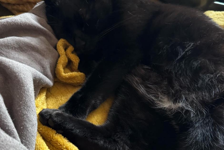 Alerte Disparition Chat  Mâle , 4 ans Reims France