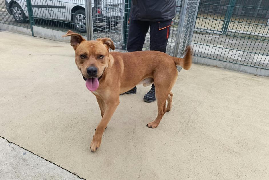 Alerte Découverte Chien croisement Mâle La Guerche-de-Bretagne France