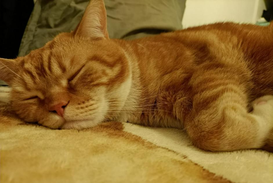 Alerte Disparition Chat croisement Mâle , 3 ans Nice France