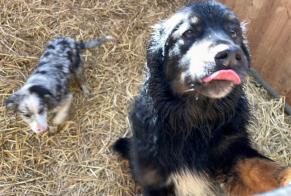 Alerte Découverte Chien  Inconnu Baulon France