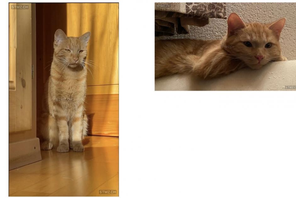 Alerte Disparition Chat Mâle , 2 ans Martigny Suisse