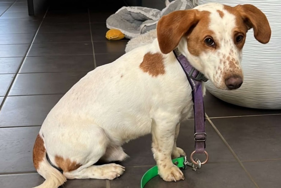 Alerte Découverte Chien croisement Mâle Servon France