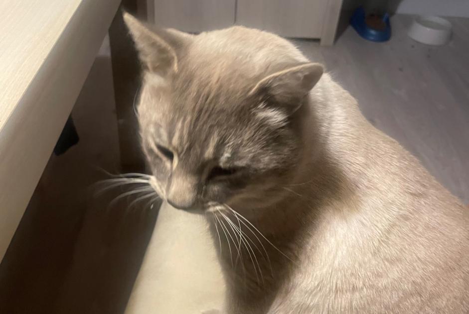 Alerte Disparition Chat croisement Mâle , 4 ans Pierrefeu-du-Var France