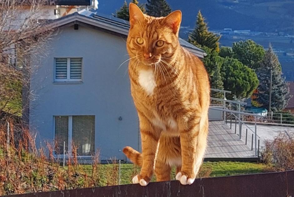 Alerte Disparition Chat  Mâle , 2 ans Ollon Suisse