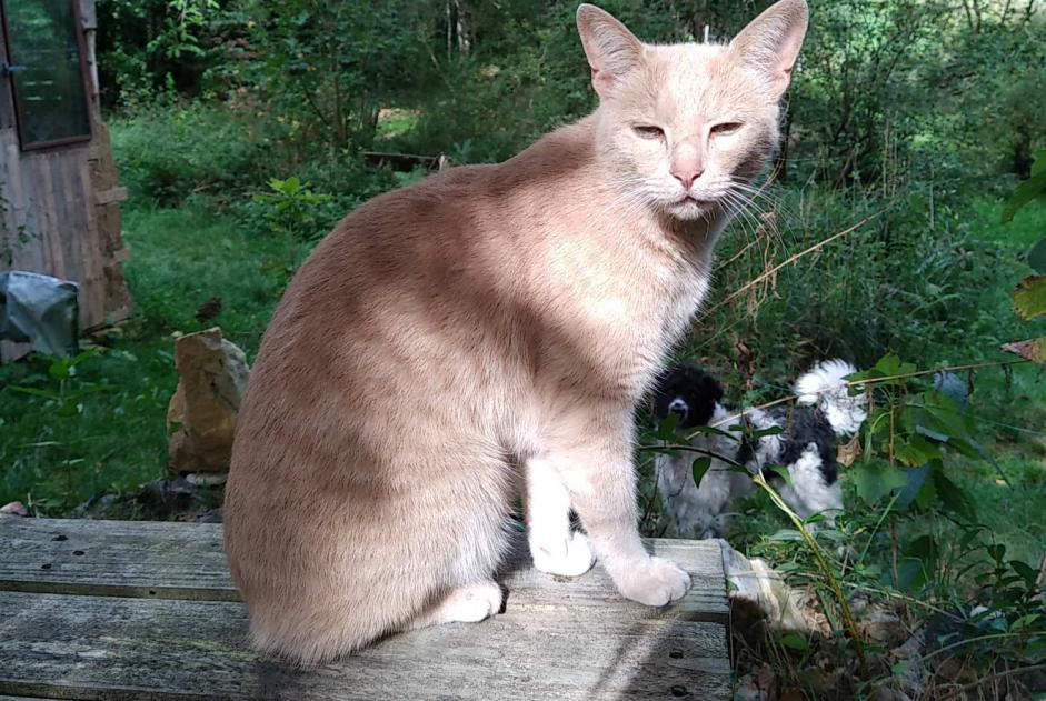 Alerte Disparition Chat croisement Mâle , 5 ans Beaulieu-Sous-Parthenay France