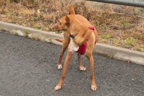 Alerte Découverte Chien croisement Mâle València Espagne