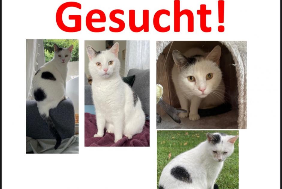 Alerte Disparition Chat croisement Mâle , 14 ans Basel Suisse