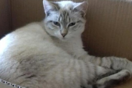 Alerte Disparition Chat Mâle , 1 ans Charvieu-Chavagneux France