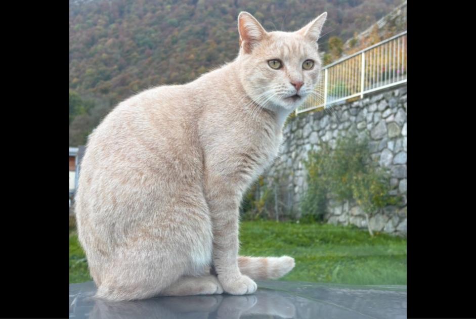 Alerte Disparition Chat Mâle , 4 ans Vouvry Suisse