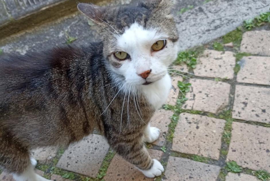 Alerte Disparition Chat croisement Mâle , 12 ans Bordeaux France