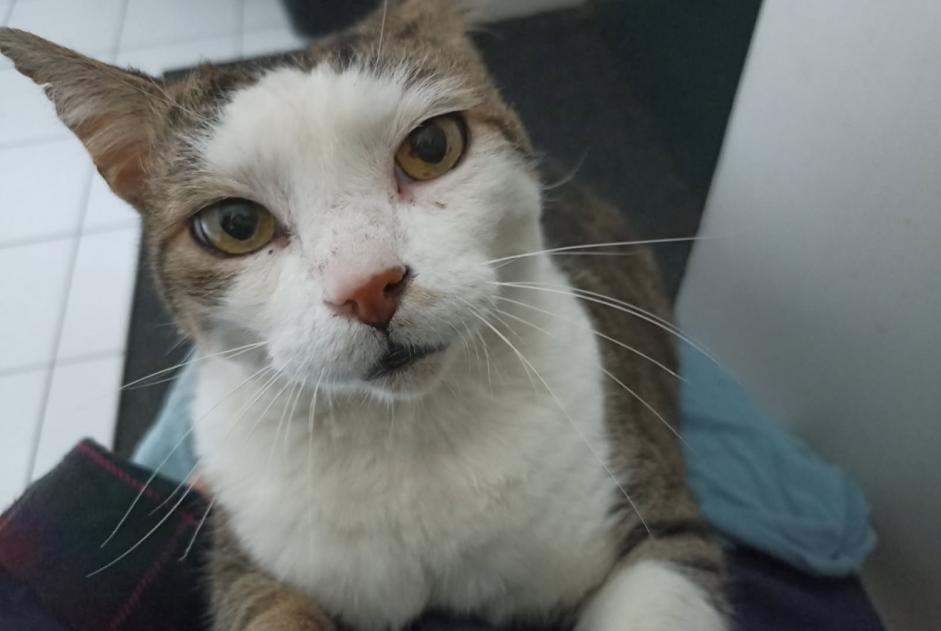 Alerte Disparition Chat croisement Mâle , 12 ans Bordeaux France