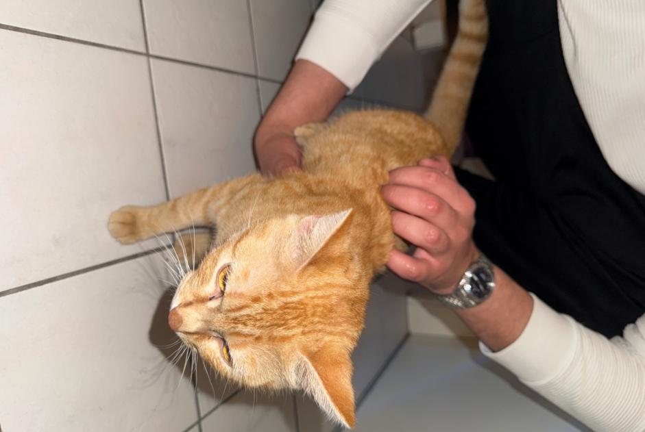 Alerte Découverte Chat Mâle Lausanne Suisse