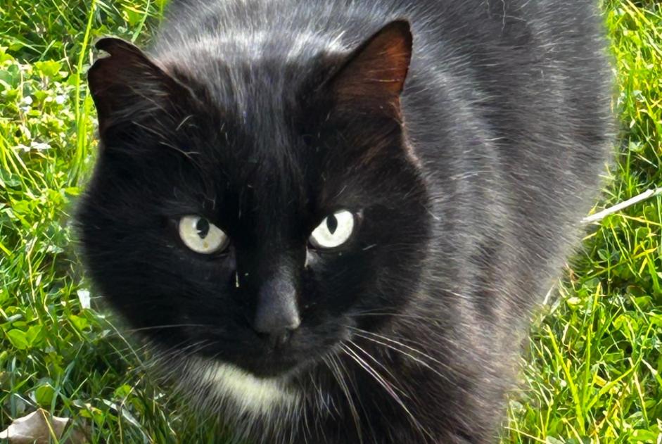 Alerte Découverte Chat Inconnu Blonay - Saint-Légier Suisse