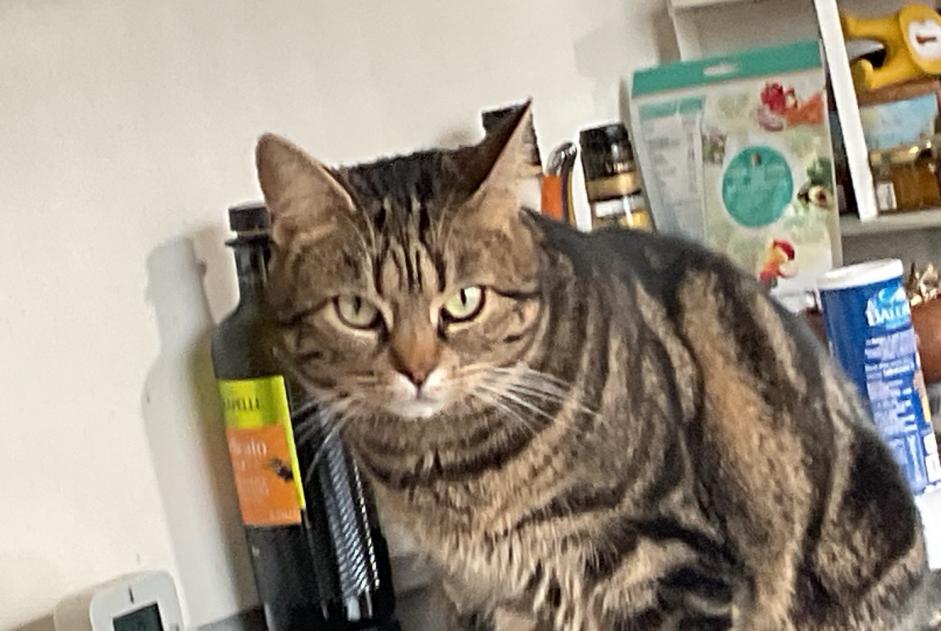 Alerte Disparition Chat croisement Femelle , 3 ans Sannois France