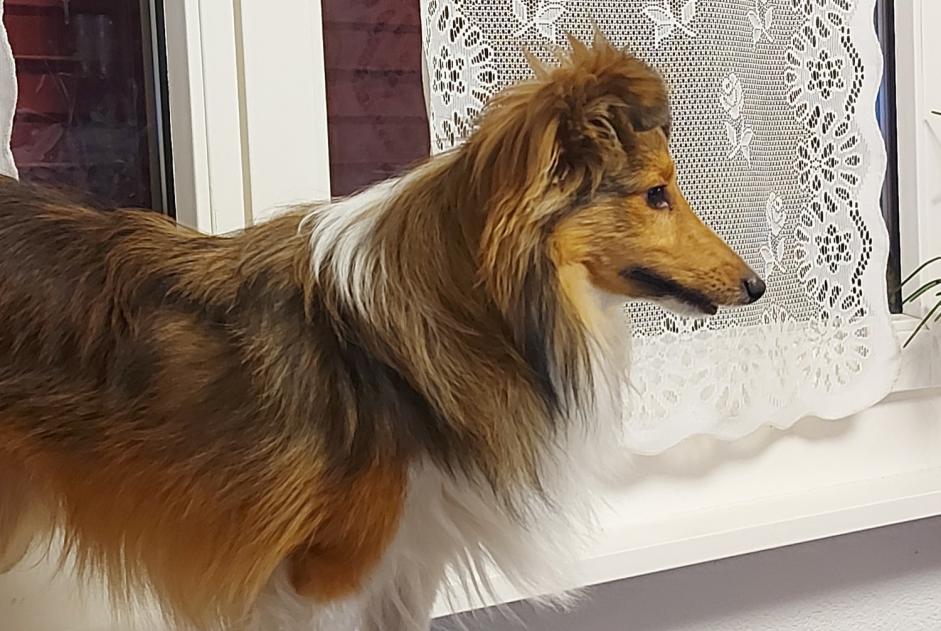 Alerte Disparition Chien  Mâle , 1 ans Sierre Suisse