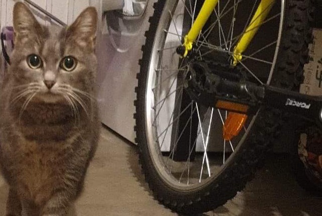 Alerte Disparition Chat  Femelle , 11 ans La Chapelle-Saint-Mesmin France