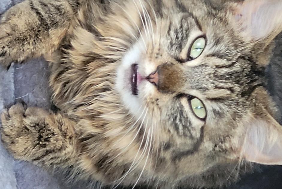 Alerte Disparition Chat croisement Femelle , 4 ans Corcelles-près-Payerne Suisse