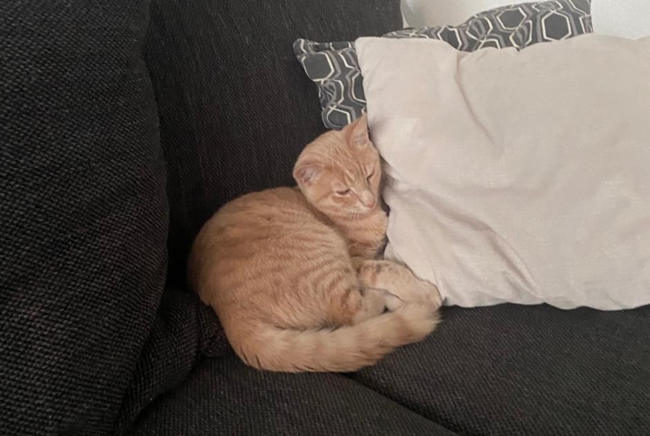 Alerte Disparition Chat Mâle , 1 ans Corcelles-près-Payerne Suisse