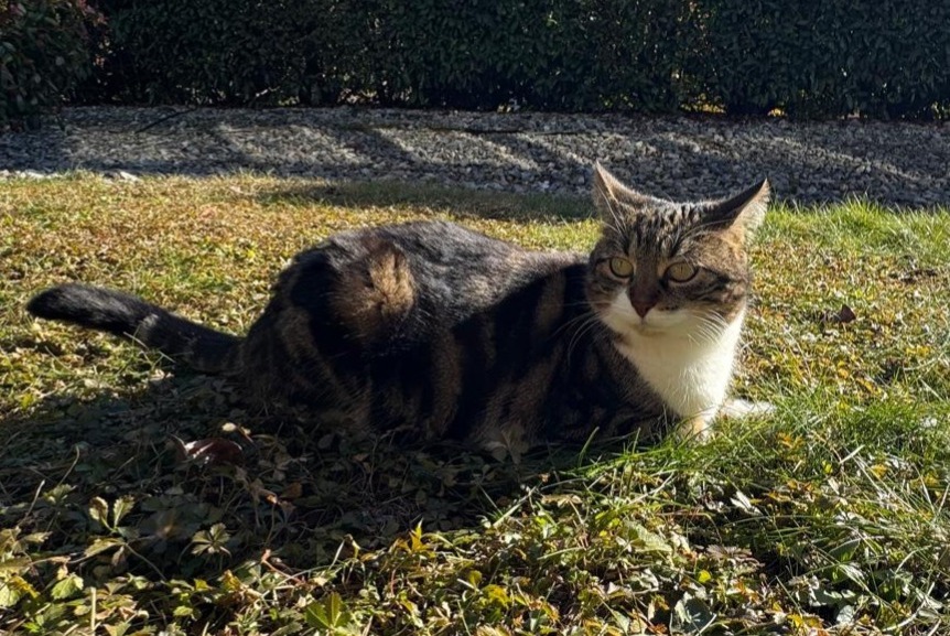 Alerte Disparition Chat Femelle , 5 ans Chalais Suisse