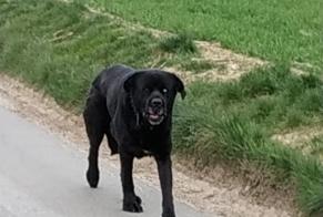 Alerte Découverte Chien Inconnu Dives France