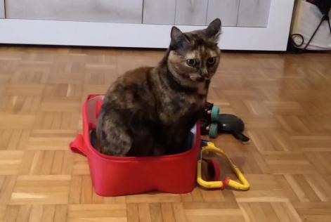 Alerte Disparition Chat  Femelle , 3 ans Neuchâtel Suisse