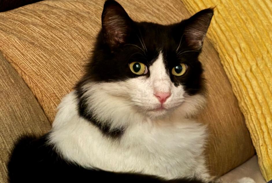 Chat Disparu à Canyelles (Girona, Espagne) - alerte disparition Pet Alert n° 359729