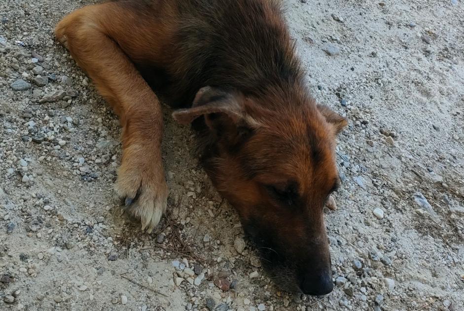Chien Trouvé à Macael (Almería, Espagne) - alerte découverte Pet Alert n° 374798