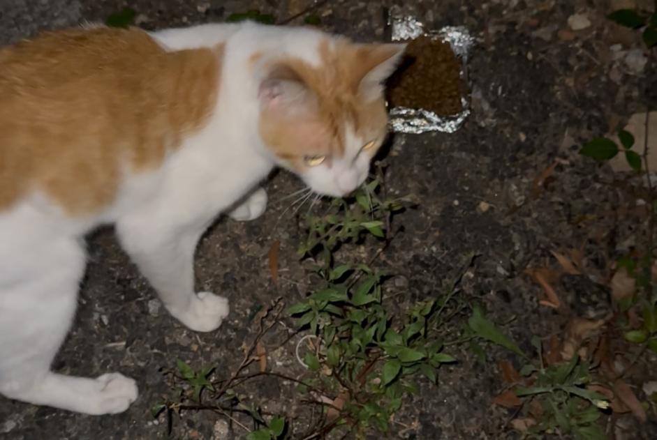 Chat Trouvé à Santiago de Compostela (A Coruña, Espagne) - alerte découverte Pet Alert n° 374922