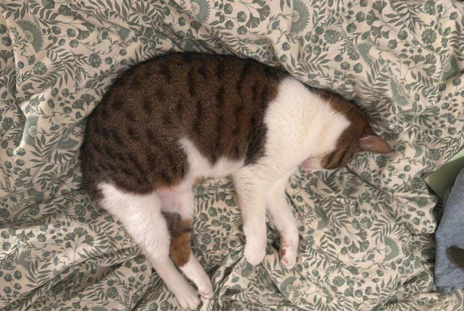 Chat Disparu à Villanueva de la Cañada (Madrid, Espagne) - alerte disparition Pet Alert n° 375840