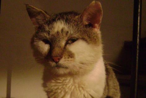 Avviso scomparsa Gatto Maschio , 16 anni Magnat-l'Étrange Francia