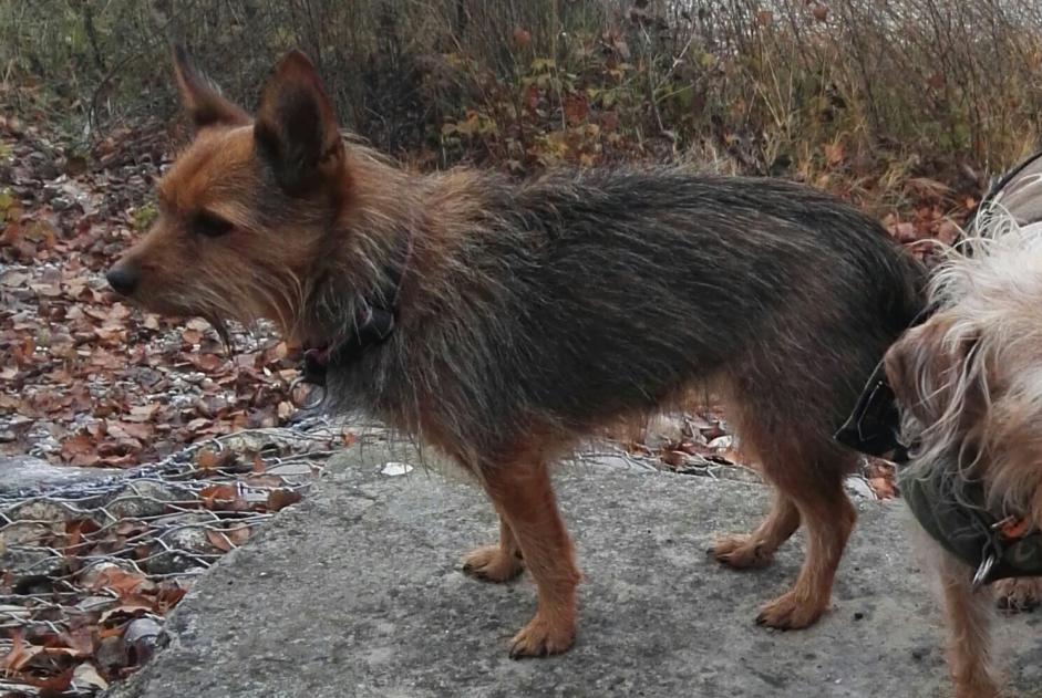 Avviso scomparsa Cane incrocio di razze Femmina , 18 anni Kunheim Francia