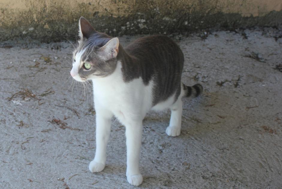 Avviso scomparsa Gatto Maschio , 9 anni Hanvec Francia