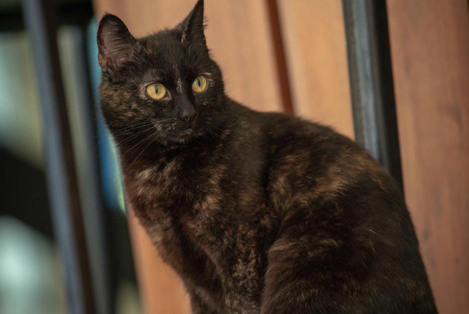 Avviso scomparsa Gatto Femmina , 8 anni Fouesnant Francia