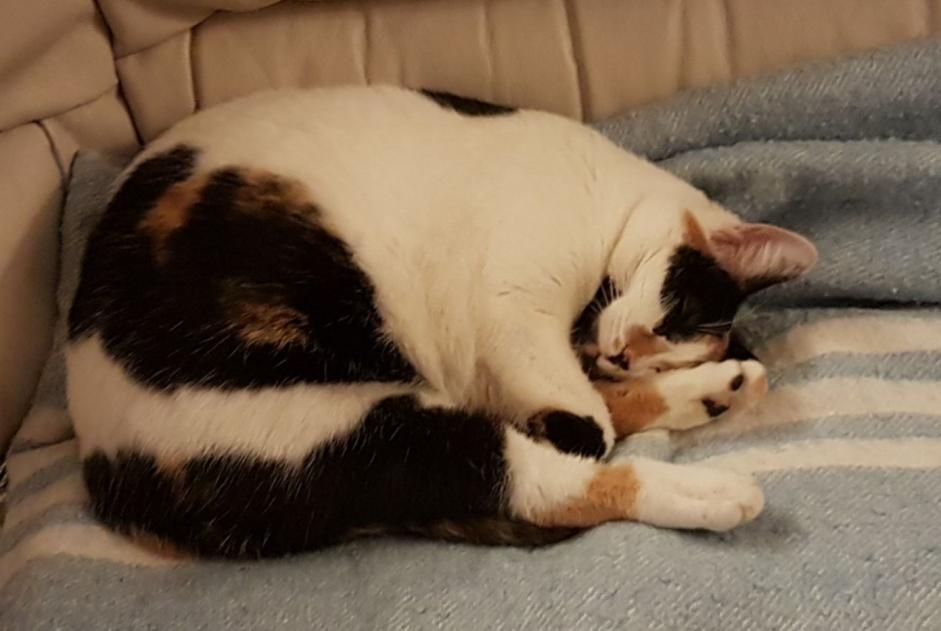 Avviso scomparsa Gatto incrocio di razze Femmina , 8 anni Clairac Francia