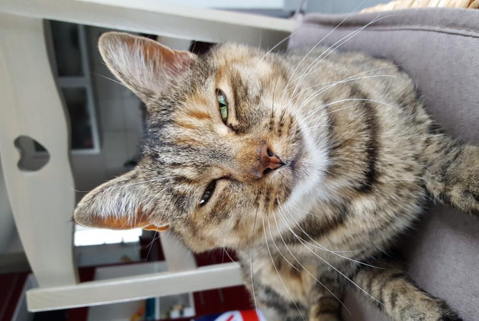 Avviso scomparsa Gatto  Femmina , 16 anni Lagnieu Francia