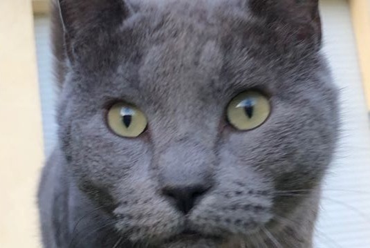 Avviso scomparsa Gatto  Femmina , 10 anni L'Escarène Francia