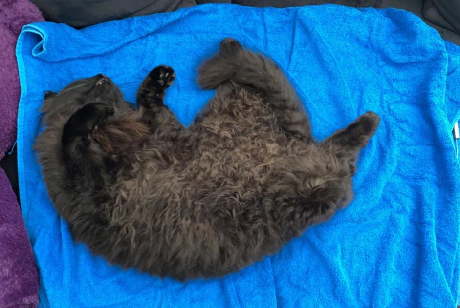 Avviso scomparsa Gatto Maschio , 6 anni Wünnewil-Flamatt Svizzera