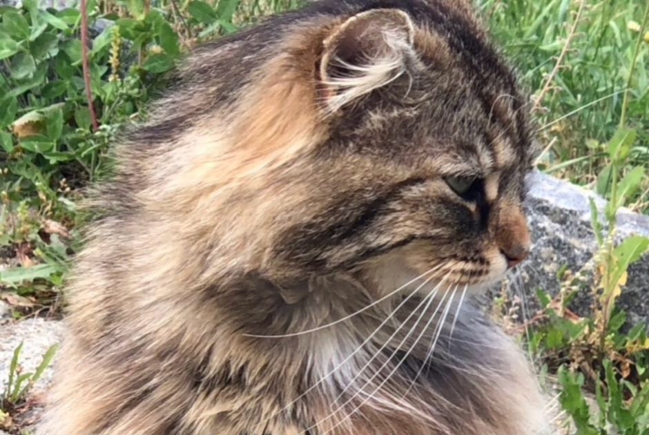 Avviso scomparsa Gatto incrocio di razze Maschio , 9 anni Versoix Svizzera