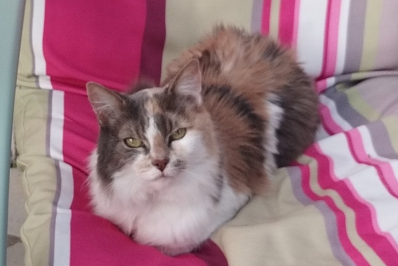 Avviso scomparsa Gatto Femmina , 17 anni Paris Francia