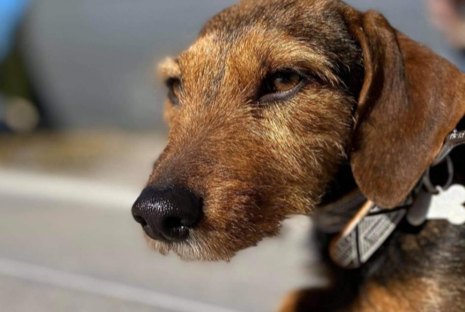 Avviso scomparsa Cane incrocio di razze Femmina , 7 anni Stotzheim Francia