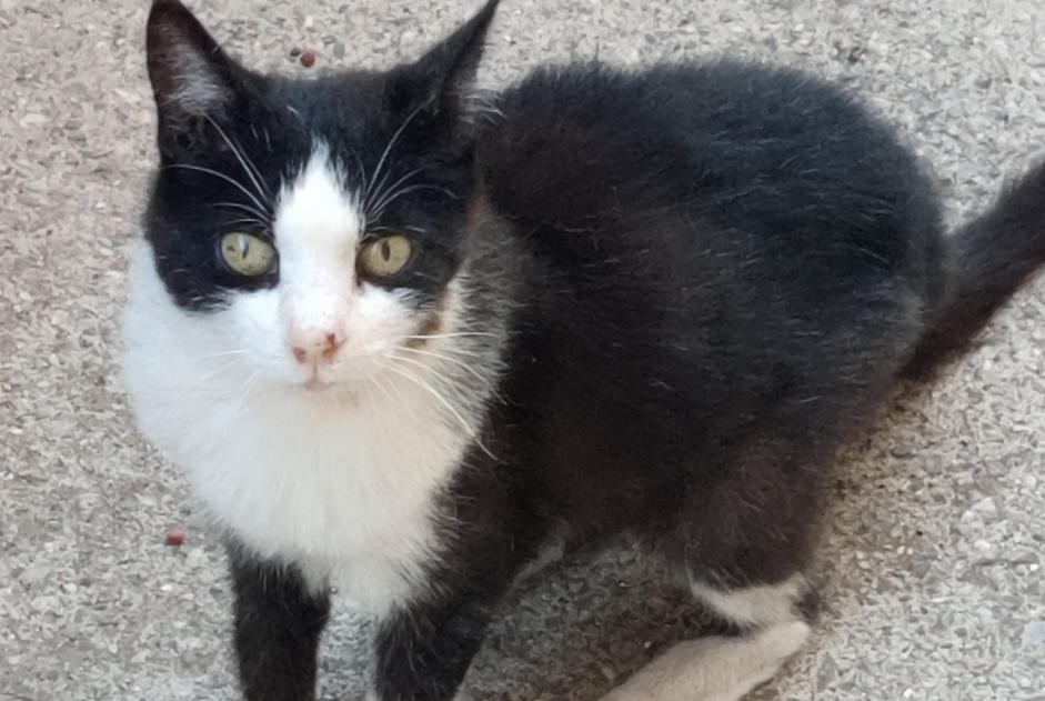 Avviso scomparsa Gatto Femmina , 16 anni Sète Francia