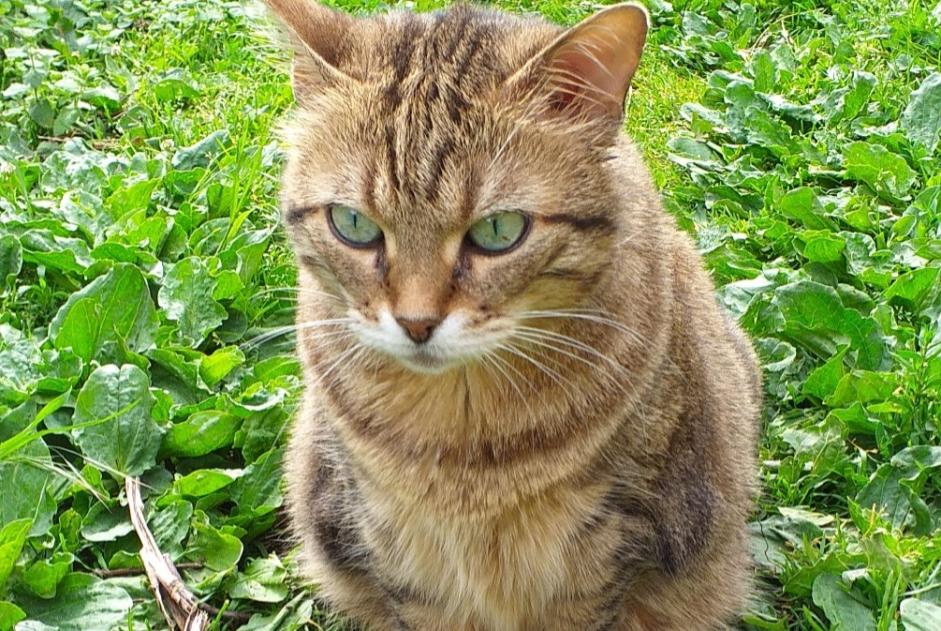 Avviso scomparsa Gatto Femmina , 9 anni Estrées Francia