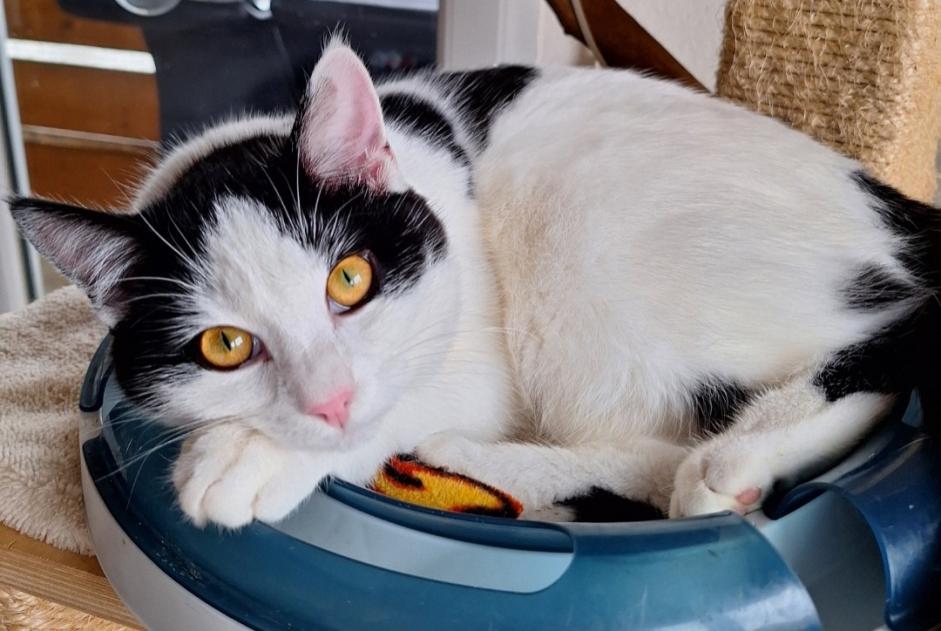 Avviso scomparsa Gatto Maschio , 2 anni Treytorrens (Payerne) Svizzera