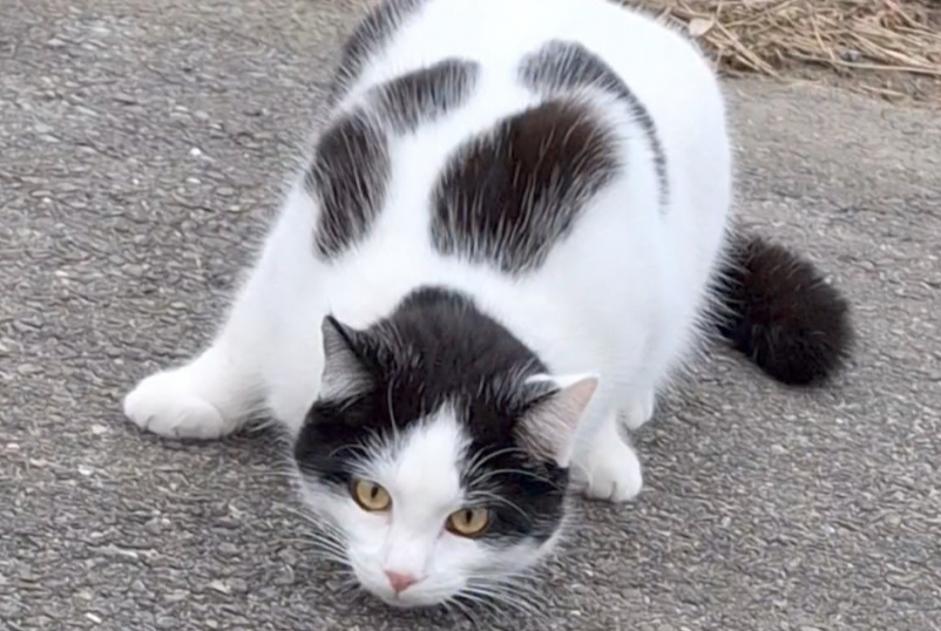 Avviso scomparsa Gatto Maschio , 2 anni Treytorrens (Payerne) Svizzera