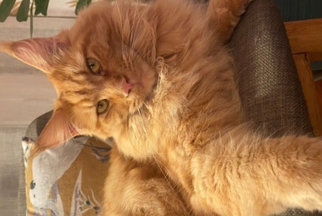 Avviso scomparsa Gatto  Maschio , 5 anni La Frette-sur-Seine Francia