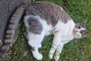 Avviso scomparsa Gatto  Femmina , 6 anni Neuchâtel Svizzera