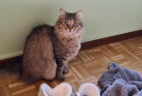 Avviso scomparsa Gatto Maschio , 3 anni Colomiers Francia